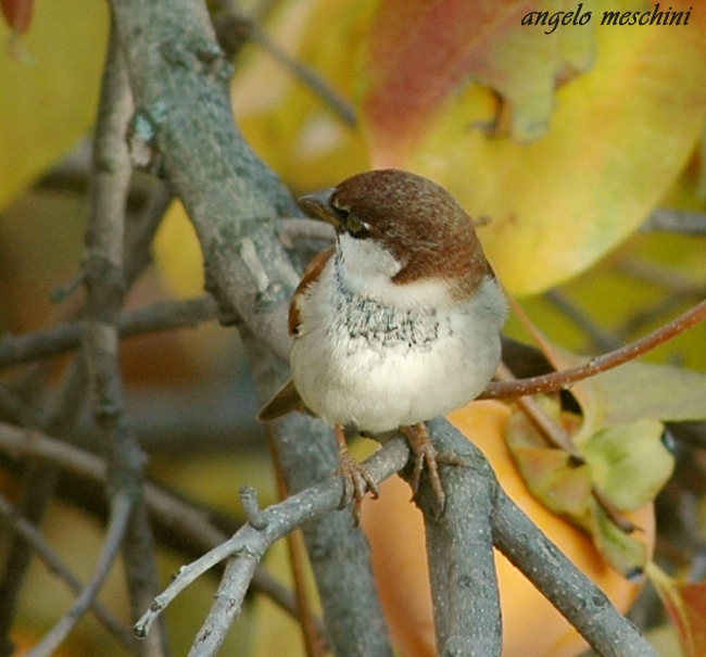 Passera mattugia Passer montanus -  Si discute di Ploceidae.
